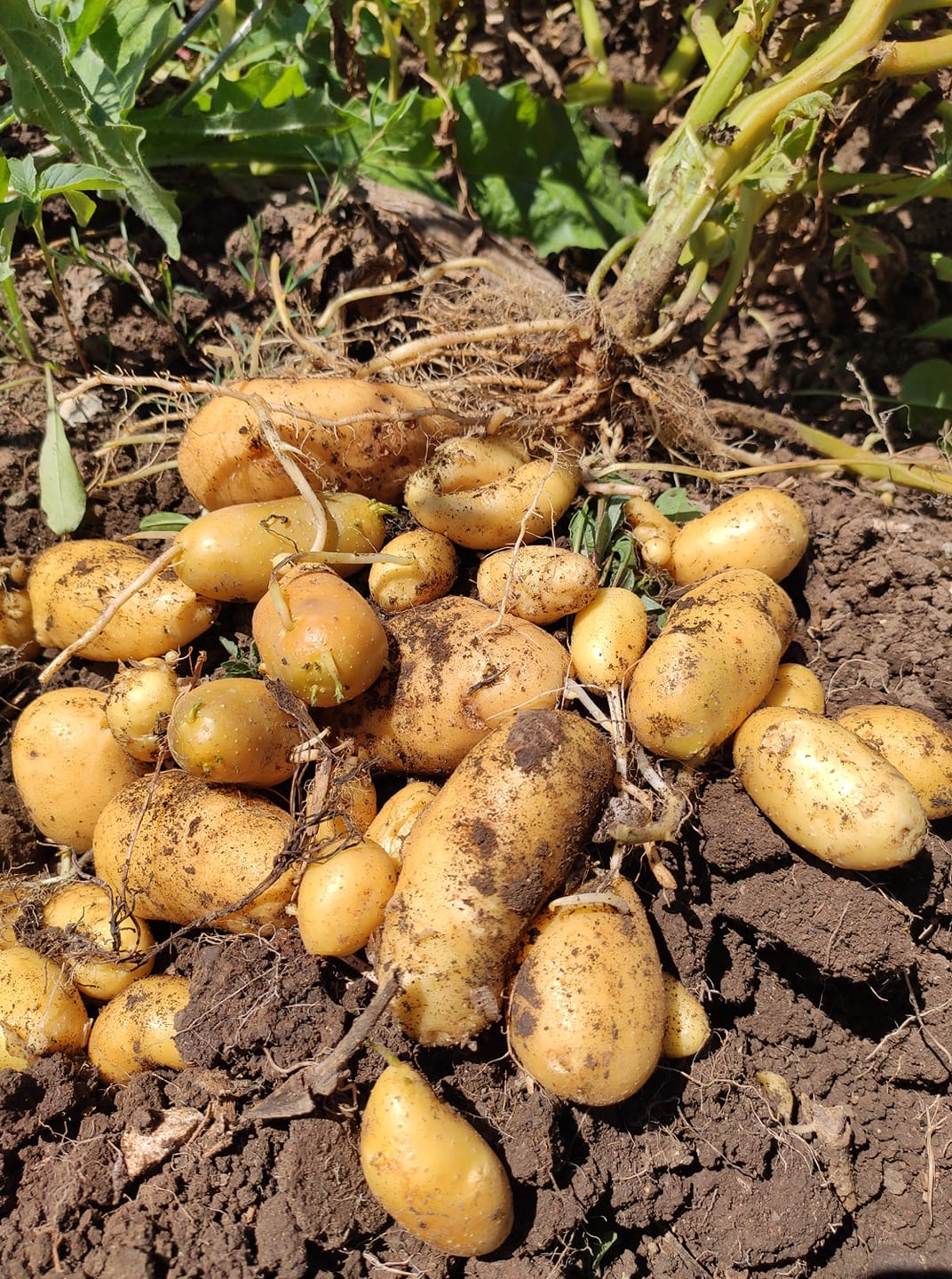 LE PATATE